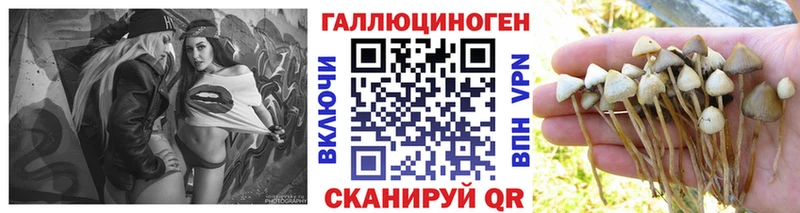 Псилоцибиновые грибы Cubensis  omg сайт  Питкяранта  даркнет сайт 